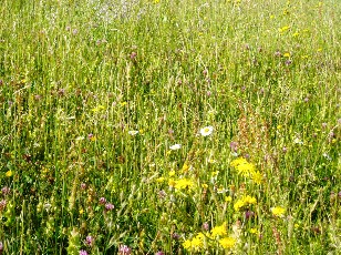 Fleurs des champs