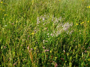 Fleurs des champs