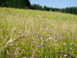 Fleurs des champs