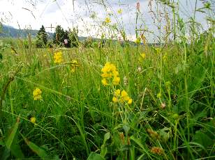 Fleurs de juin