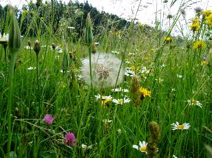 Fleurs de juin