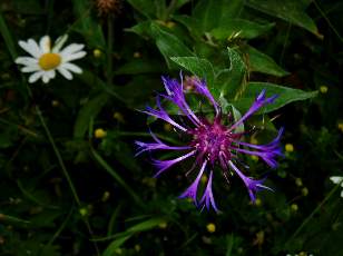 Fleurs de juin