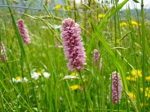 Fleurs de juin