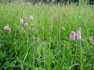 Fleurs de juin