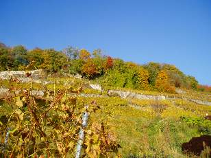 Vigne du Lavaux en novembre