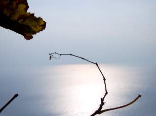 Vigne du Lavaux en novembre avec vue sur le lac Lman