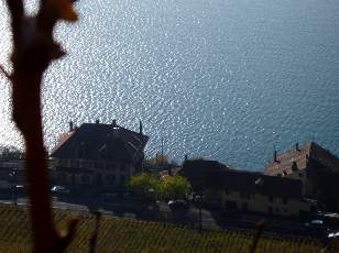 Vigne du Lavaux en novembre avec vue sur le lac Lman