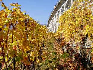 Vigne du Lavaux en novembre