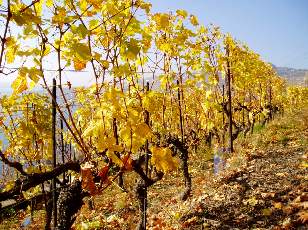 Vigne du Lavaux en novembre