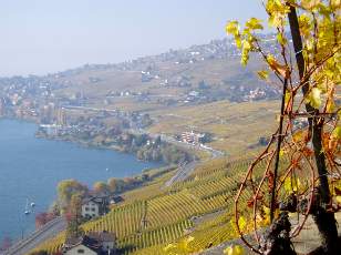 Vigne du Lavaux en novembre avec vue sur le lac Lman