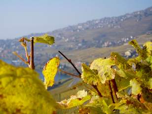 Vigne du Lavaux en novembre