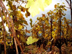 Vigne du Lavaux en novembre