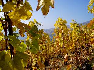 Vigne du Lavaux en novembre