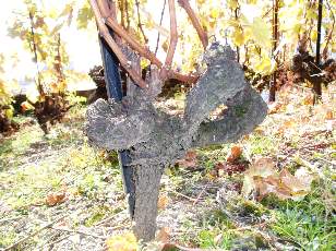 Vigne du Lavaux en novembre