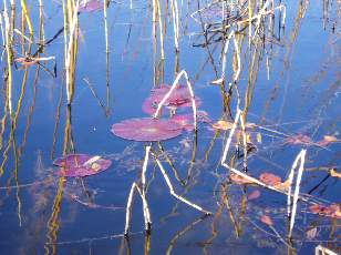 Lac et tourbires de Malpas, les prs Partot et le bief Belin