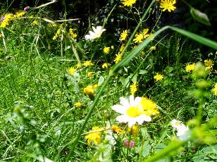 Prairies fleuries