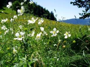 Prairies fleuries