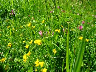 Prairies fleuries