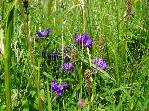 Prairies fleuries