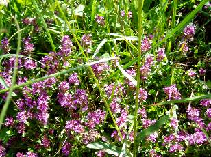 Prairies fleuries