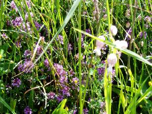 Prairies fleuries