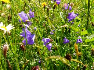 Prairies fleuries