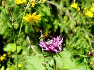 Prairies fleuries