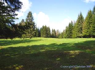 Les Sapins du Jura