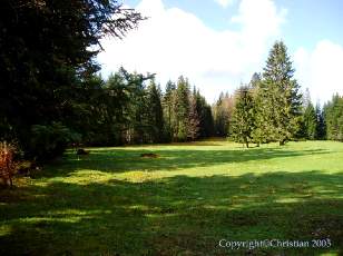 Les Sapins du Jura