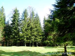 Les Sapins du Jura