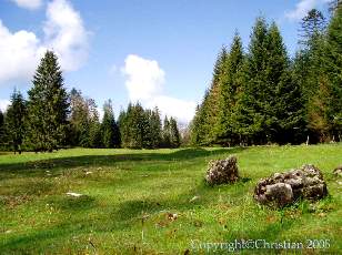 Les Sapins du Jura