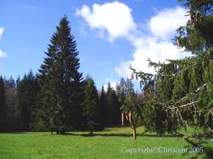 Les Sapins du Jura