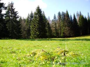 Les Sapins du Jura