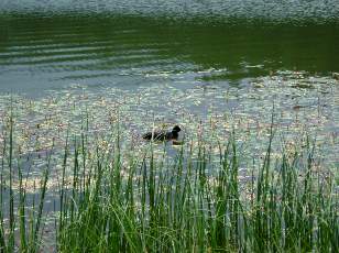 Le lac des Taillres