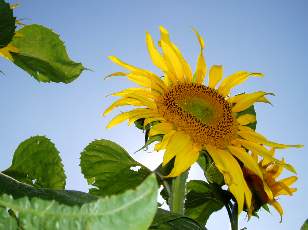 Tournesols