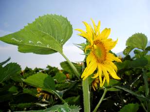 Tournesols