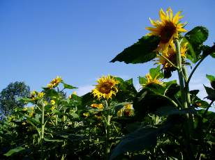 Tournesols