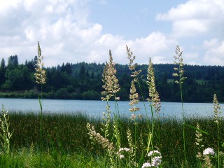 Gramines le long du lac Saint Point