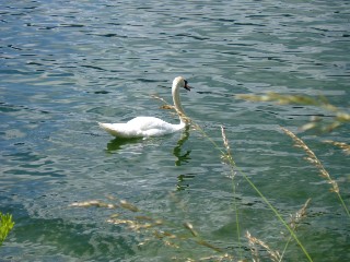 Gramines le long du lac Saint Point