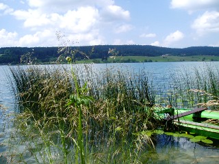 Gramines le long du lac Saint Point