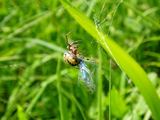 Libellule prise au pige