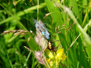 Libellule prise au pige