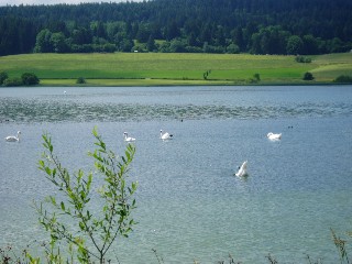 Gramines le long du lac Saint Point