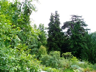 Jardin botanique au mois d'aot  Berne