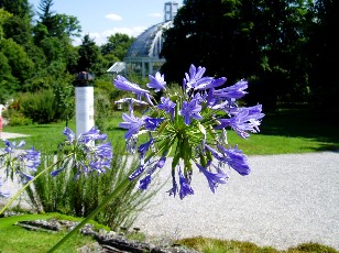 Jardin botanique au mois d'aot  Genve