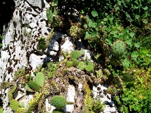 Jardin botanique au mois d'aot  Genve