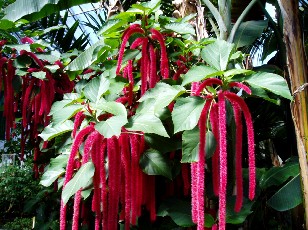 Jardin botanique au mois d'aot  Genve