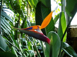 Jardin botanique au mois d'aot  Genve