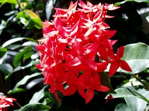 Jardin botanique au mois d'aot  Genve