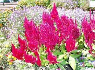 Jardin botanique au mois d'aot  Genve